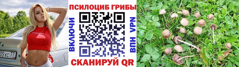 Псилоцибиновые грибы прущие грибы  Ветлуга 